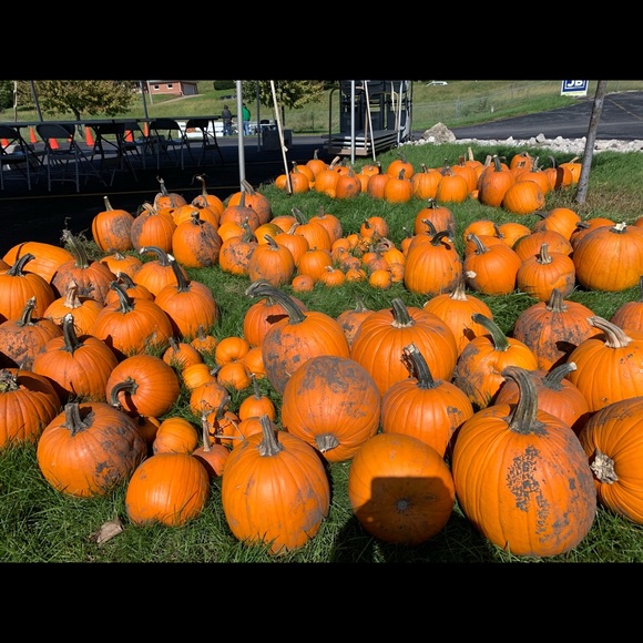 Meet your Posher, Heidi - Picture 1 of 1